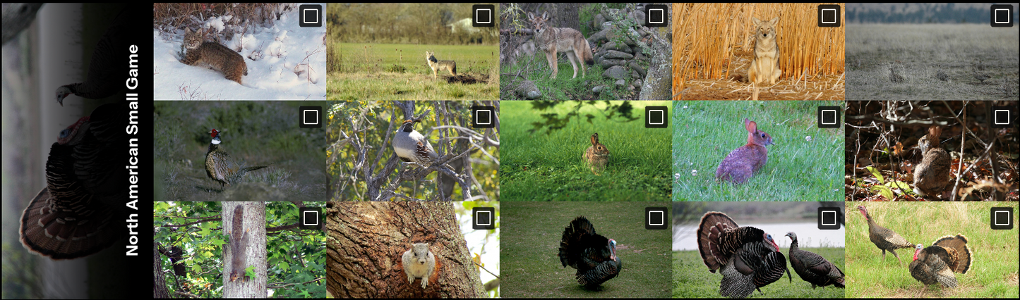 All thumbnails from North American Small Game Photo, Vol. 1
