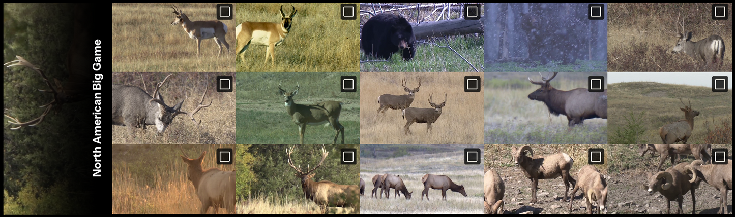 All thumbnails from North American Big Game Video, Vol. 1