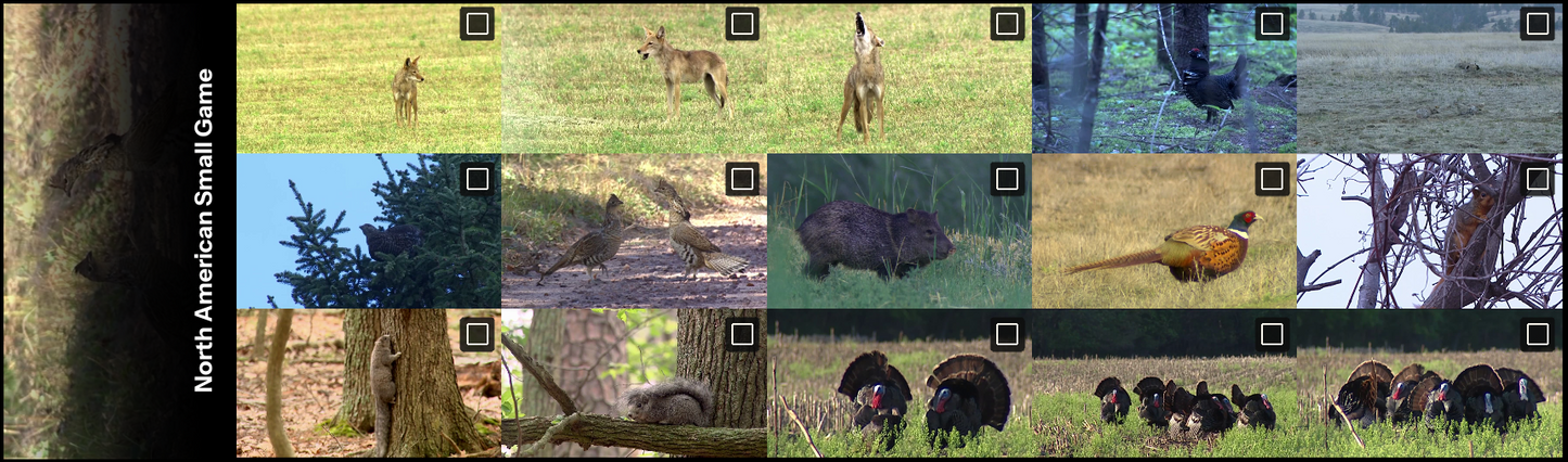 All thumbnails from North American Small Game Video