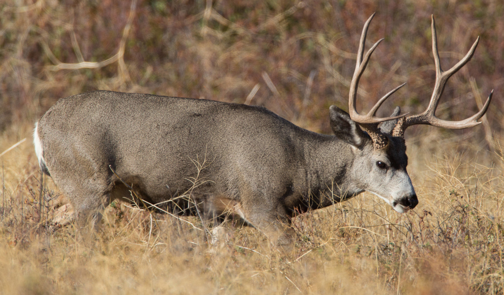 deer image from North American Big Game Photo, vol 1
