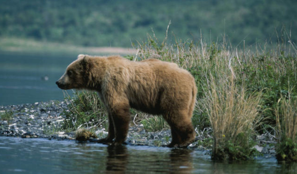 A bear from North American Big Game Photo, Vol. 3