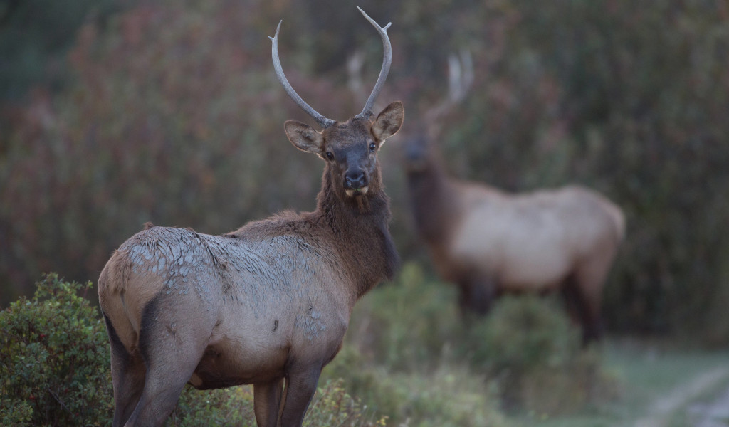 An elk from North American Big Game Photo, Vol. 4