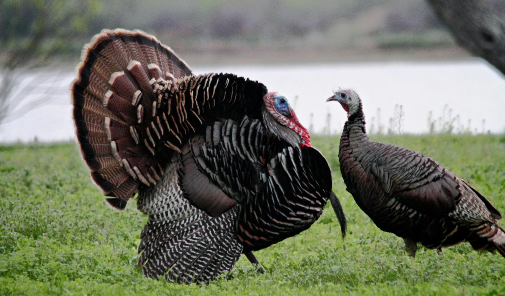 Two turkeys from North American Small Game Photo, Vol. 1