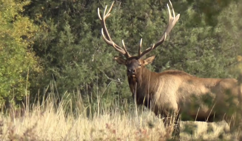 An elk from North American Big Game Video, Vol. 1