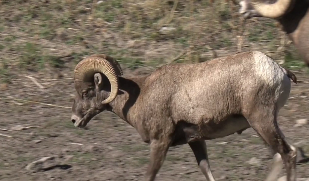 A sheep from North American Big Game Video, Vol. 2
