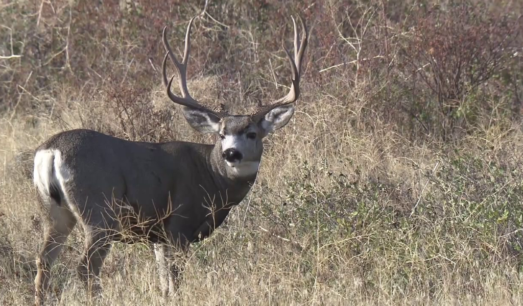 A deer from North American Big Game Video, Vol. 3