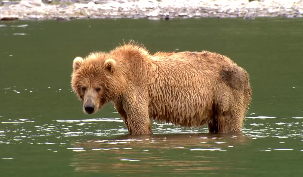 A bear from North American Big Game Video, Vol. 4