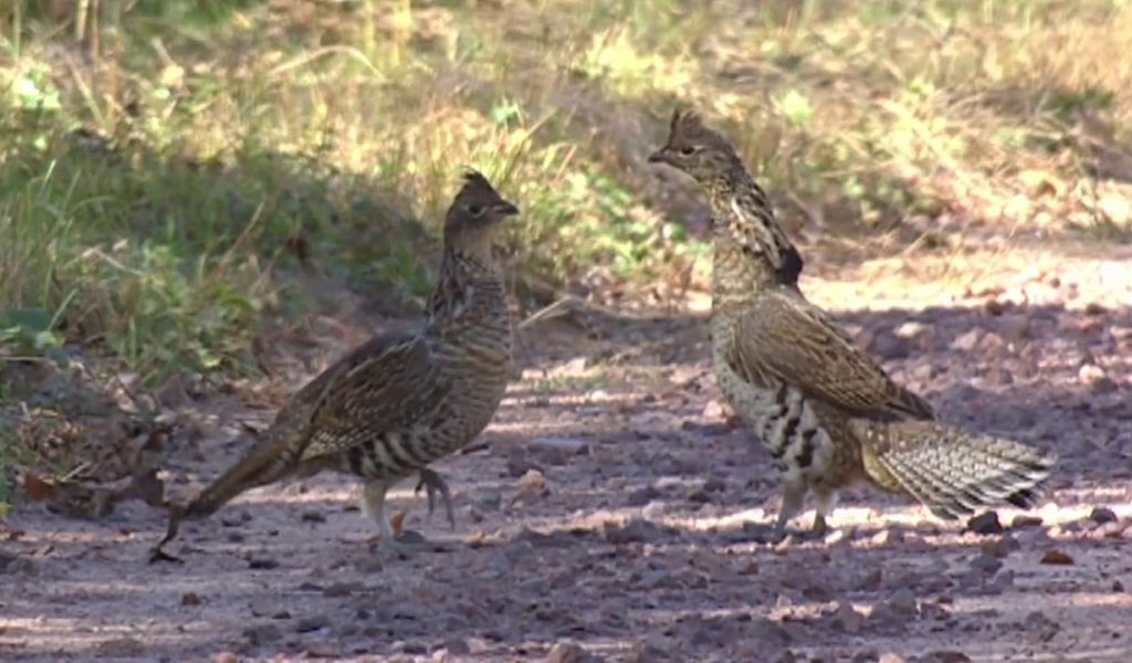 Two grouse from North American Small Game Video