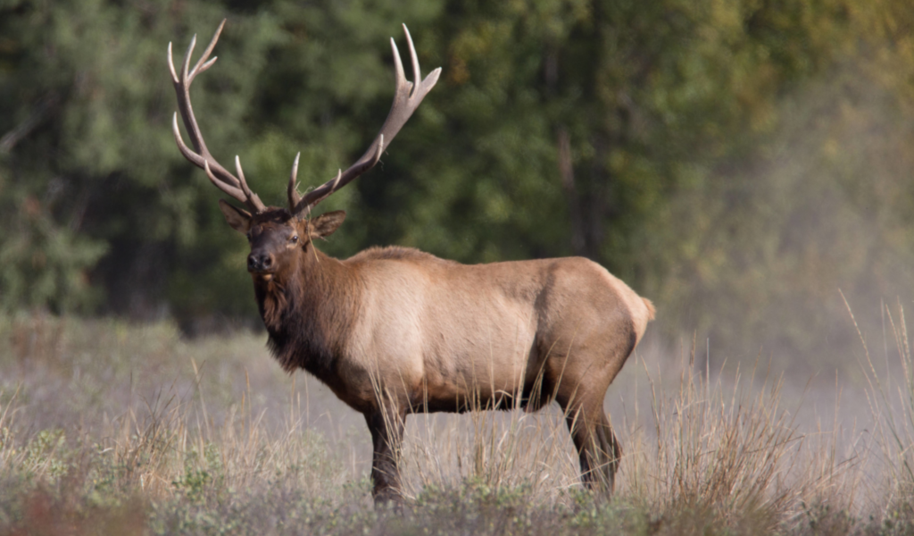 An elk from North American Big Game Photo, Vol. 2