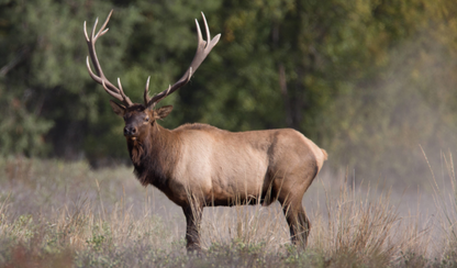 An elk from North American Big Game Photo, Vol. 2
