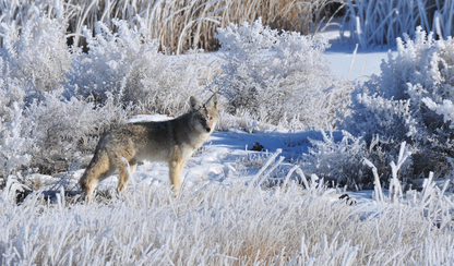 A coyote from North American Small Game Photo, Vol. 2