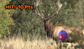 North American Big Game (Video)