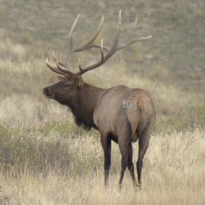 North American Big Game (Video)