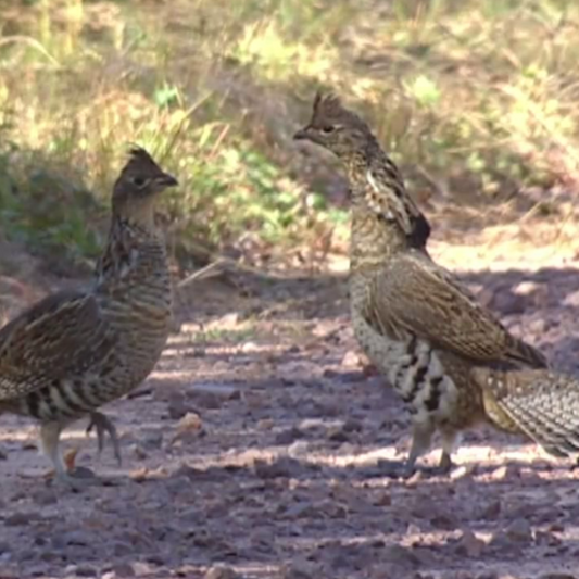 North American Small Game (Video)