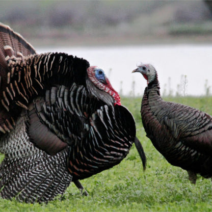 North American Small Game (Photo)